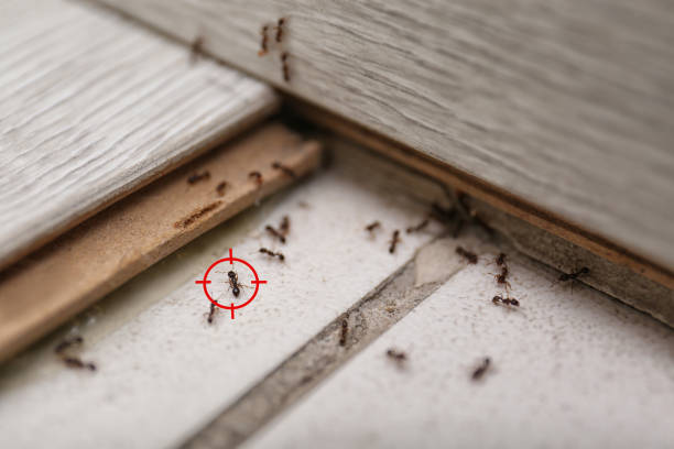 Best Local Pest Control Services  in Frankfort, MI
