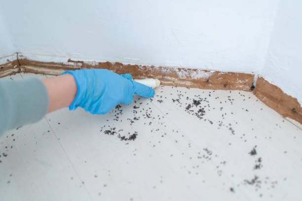 Flea Control Services in Frankfort, MI